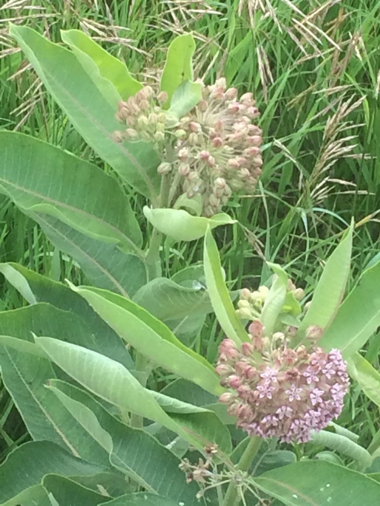 from walking beans and monarch milkweeds